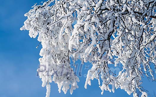 Snow on the tree branches Snow on the tree branches