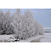 Snowy trees by the frozen water