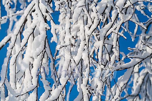 Sun shining on the snowy tree branch Sun shining on the snowy tree branch