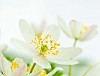 Close-up of sensitive white flowers