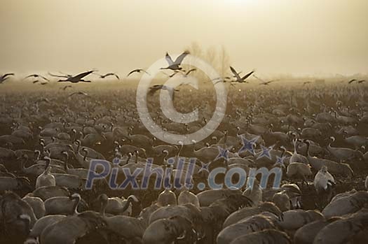 Common cranes gathering on the field Common cranes gathering on the field