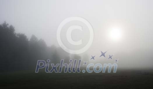 Foggy morning by the forest Foggy morning by the forest