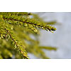 Sunlight on the fir branch