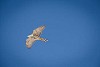 Flying northern goshawk
