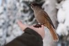 Siberian jay standing on a human hand