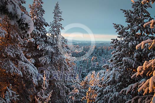 Winter forest landscape Winter forest landscape