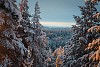 Winter forest landscape