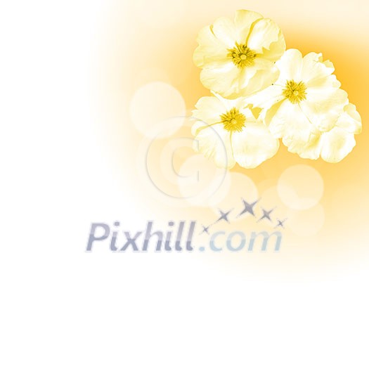 picture of color flowers against white background picture of color flowers against white background