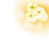 picture of color flowers against white background