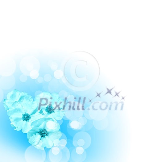 picture of color flowers against white background picture of color flowers against white background