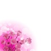 picture of color flowers against white background