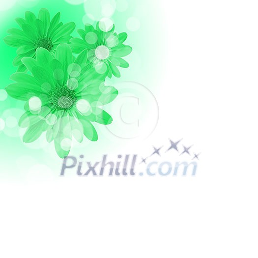 picture of color flowers against white background picture of color flowers against white background