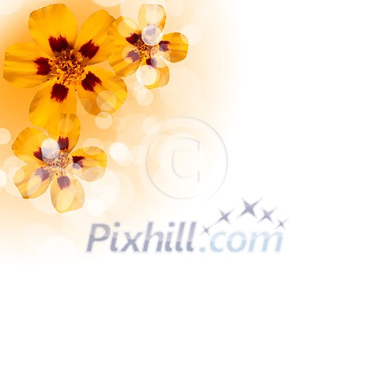picture of color flowers against white background picture of color flowers against white background