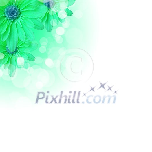 picture of color flowers against white background picture of color flowers against white background