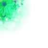 picture of color flowers against white background
