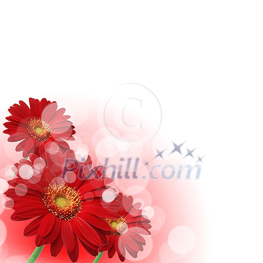 picture of color flowers against white background picture of color flowers against white background