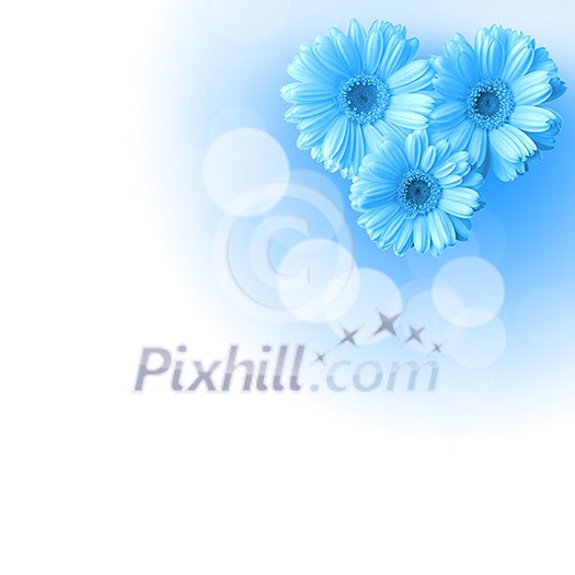 picture of color flowers against white background