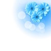 picture of color flowers against white background