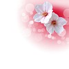 picture of color flowers against white background