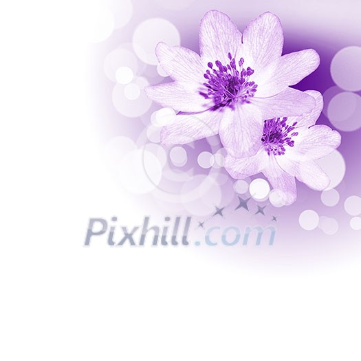 picture of color flowers against white background picture of color flowers against white background