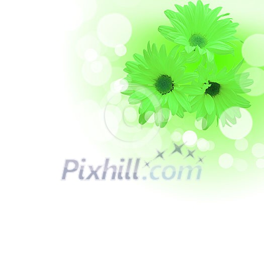 picture of color flowers against white background picture of color flowers against white background