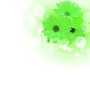 picture of color flowers against white background