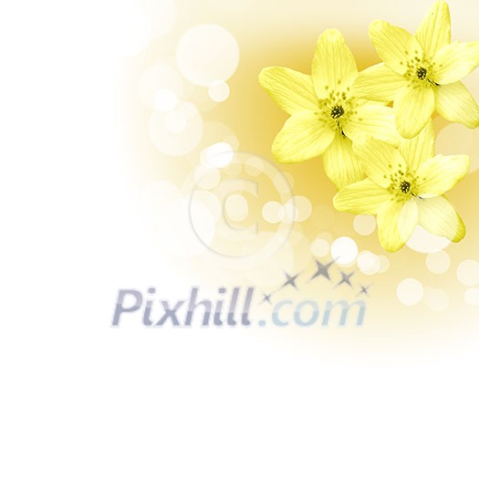 picture of color flowers against white background picture of color flowers against white background