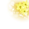 picture of color flowers against white background