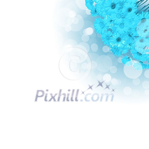 picture of color flowers against white background picture of color flowers against white background