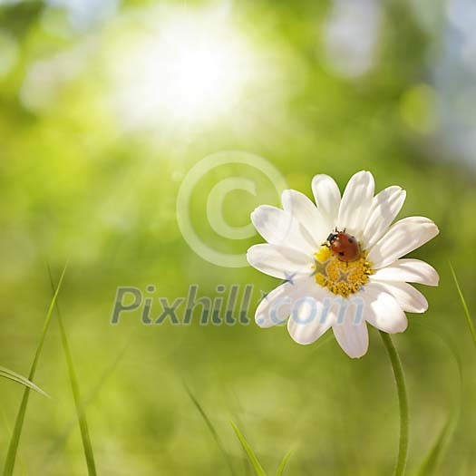 Digital composite of a ladybird sitting on a daisy in summer sunlight.