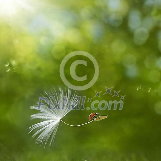 Digital composite of a ladybird riding on a dandelion seed Digital composite of a ladybird riding on a dandelion seed