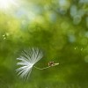 Digital composite of a ladybird riding on a dandelion seed