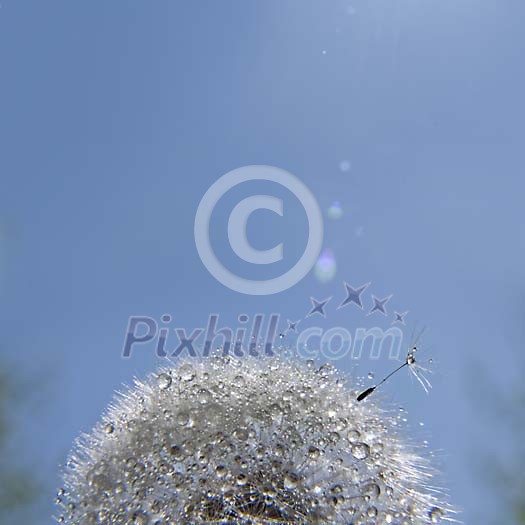Dandelion in the morning sun covered with dew Dandelion in the morning sun covered with dew