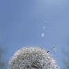 Dandelion in the morning sun covered with dew