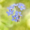 Forgetmenot with a Ladybird in shallow focus