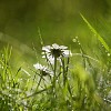 Two daisy's in shallow focus after a light shower 