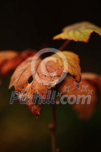Hole in the autumn leaf Hole in the autumn leaf