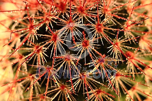 Background of a wet cactus thorns Background of a wet cactus thorns