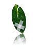 Wounded leaves of the tree - a symbol of environmental protection