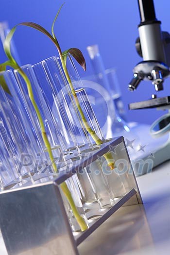 Green plants and scientific equipment in biology laborotary Green plants and scientific equipment in biology laborotary