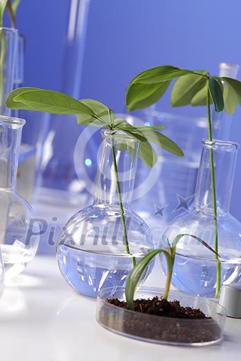 Green plants and scientific equipment in biology laborotary Green plants and scientific equipment in biology laborotary