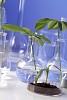 Green plants and scientific equipment in biology laborotary