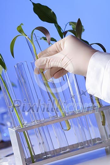 Green plants and scientific equipment in biology laborotary Green plants and scientific equipment in biology laborotary