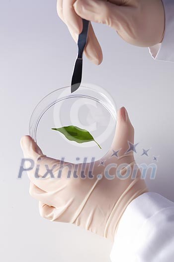Green plants and scientific equipment in biology laborotary Green plants and scientific equipment in biology laborotary