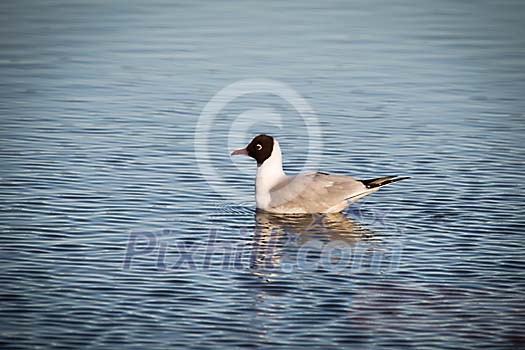 Seagull swimming in the water Seagull swimming in the water