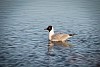 Seagull swimming in the water