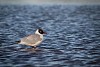 Seagull standing in the water