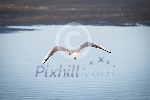 Seagull flying over the water Seagull flying over the water