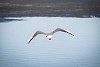 Seagull flying over the water