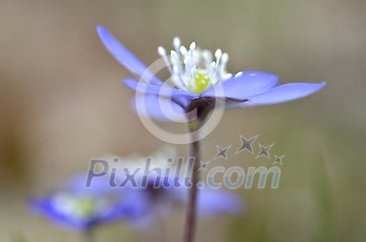 Closeup of a hepatica Closeup of a hepatica